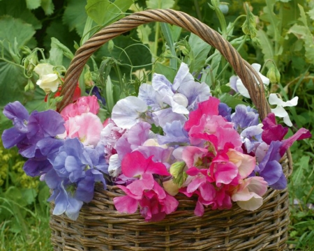 Basket of Flowers - bloom, flowers, basket, petals