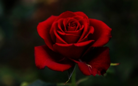 Red Rose - rose, bloom, flower, red