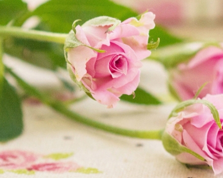 Pink Roses - flowers, roses, bloom, pink