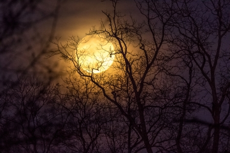 Full moon - branch, silhouette, night, light, orange, tree, dark, black, full moon, luminos, luna