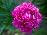 Peony