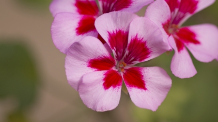 Geranium - Red, Pelargonium, Flowers, Magenta, Carmine, 3840x2160, Zeraniumu, Signal red, Geranium, 4K, Pink, Flower