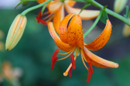 Lily - orange, green, lily, flower