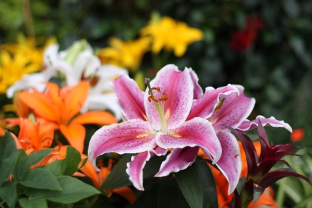 Garden Lilies - blossoms, summer, plants, petals, colors