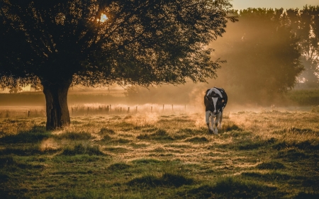 Morning Mist - nature, cow, fog, animal, tree, sunrise, mist