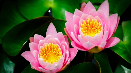 Pink Waterlilies - lilies, blossoms, pond, petals