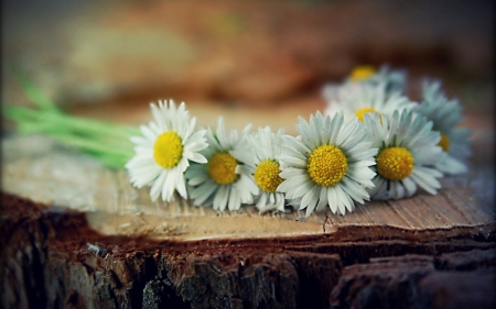 Flowers - nature, leaf, tree, flowers