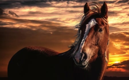 Horse - animal, sunset, brown, beauty, orange, horse