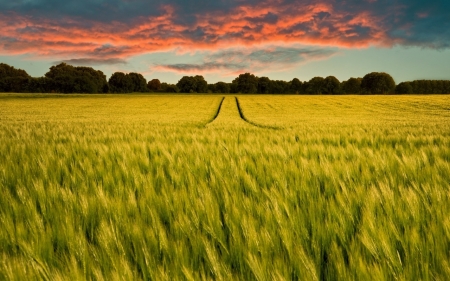 Field - nature, sky, farm, wheat, field