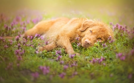 Bed of flowers - flower, animal, pink, orange, sleep, dog, green