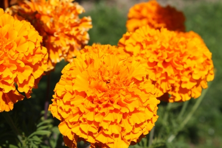 Marigold - blossoms, petals, planrs, leaves, summer, garden