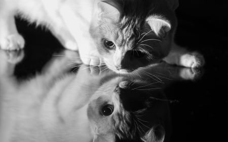 Reflection - white, cat, reflection, animal, bw, cute, black, kitten