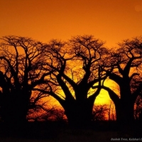 Baobab Trees on Sunset