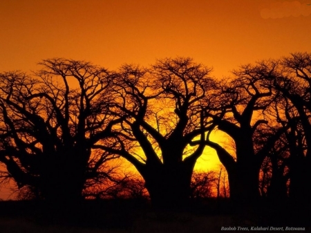 Baobab Trees on Sunset - nature, sunset, landscape, trees