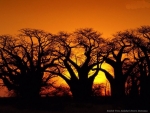 Baobab Trees on Sunset