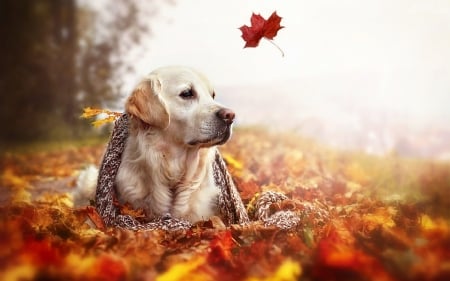 Golden Retriever - animal, leaves, autumns, dog