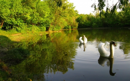 Swan - fly, animal, swan, bird