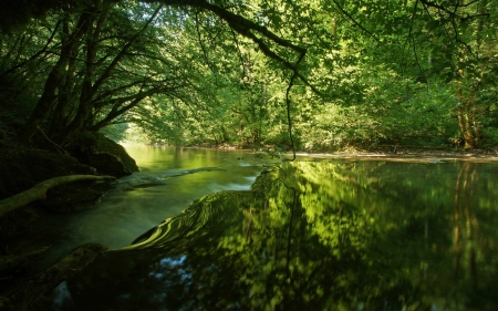 forest river - nature, fun, forest, cool, river