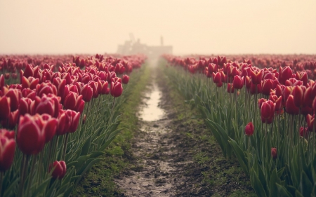 Flower Field - nature, fog, field, tree, mist, flower