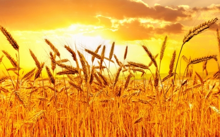 golden wheat - field, sunset, wheat, gold