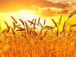 golden wheat