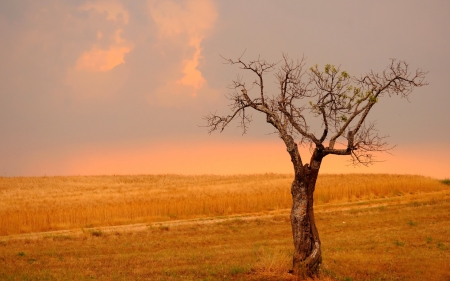 lone tree by a wheat field - clouds, field, wheat, tree