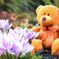 Teddy Bear in Spring