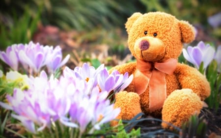 Teddy Bear in Spring - flowers, Spring, ribbon, teddy bear, bow, crocus, toy