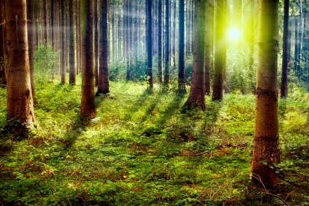 Forest sunlight - rays, glow, trees, sunlight, forest, beautiful, grass