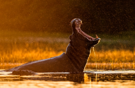 Hippo - hippo, animal, water, wild life