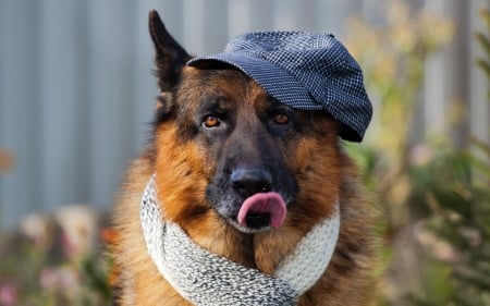 German shepherd all dressed up - hat, cute, dog, german shepherd