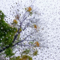 Trees on a rainy day