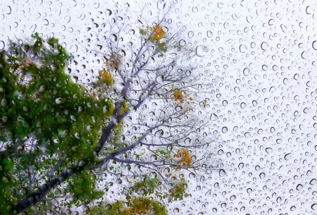 Trees on a rainy day - droplets, trees, window, rain