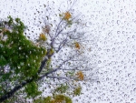 Trees on a rainy day