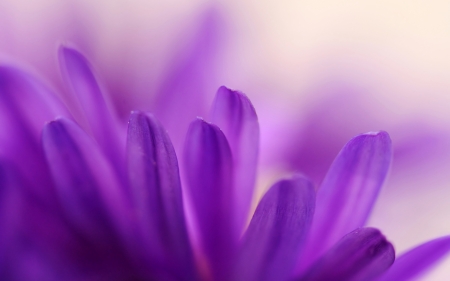 Petals - close-up, purple, macro, flower, petals, pink