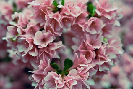 Flowers - green, flower, pink, soft