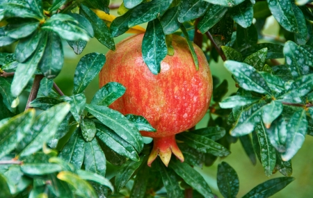 Pomegranate - fruit, pomegranate, red, green