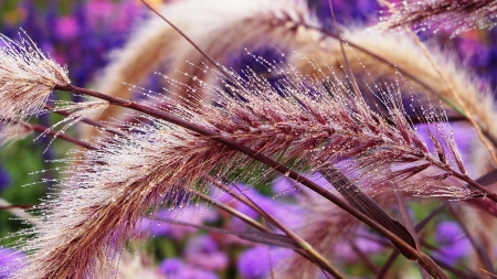 Morning dew - purple, dew, water drops, ear of wheat, flower