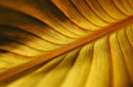 Golden leaf - autumn, yellow, feather, orange, leaf, golden, texture