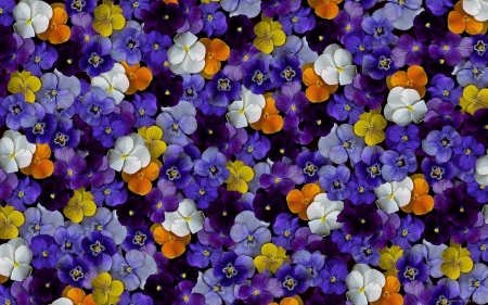 Pansies - skin, carpet, yellow, blue, flower, orange, viola, white, purple, pansy