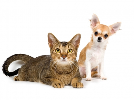 Cat and puppy - white, puppy, couple, cat, dog, animal, cute