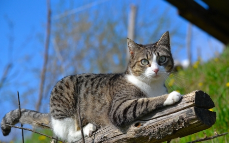 Cat - animal, blue, green, wood, cat