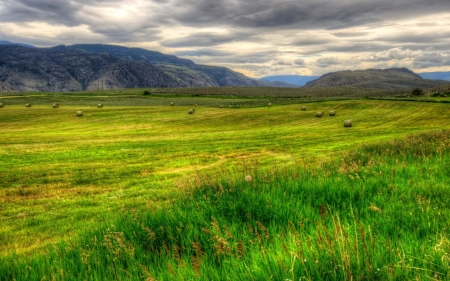 Grass - nature, field, mountain, grass