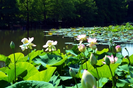 Lotus Flowers - blossoms, waterlilies, lilies, pond, park, leaves