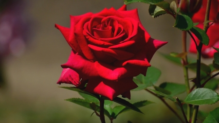 *True color* - beauty, garden, rose, red