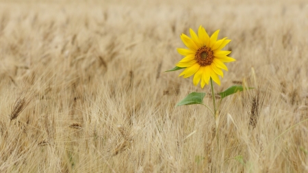 *sunflower* - ears, yellow, wheat, color, sunflower field