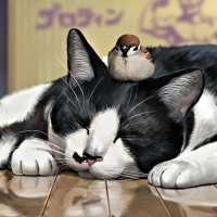 Cat and Bird