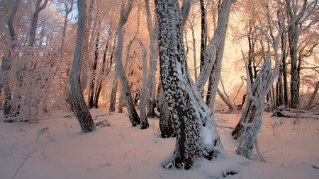 magical forest in winter - forest, snow, magical, winter, mist