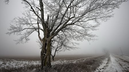 tree in a foggy winter field - winter, fog, road, field, tree