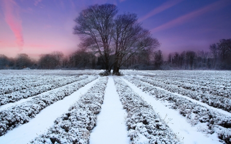 snow covered field - winter, snow, field, rows, tree